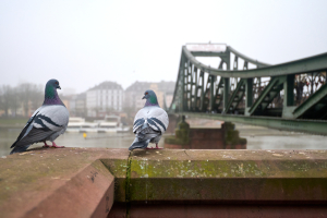 Adler, Katze, Vogel & Strauß – Frankfurts tierische Seiten