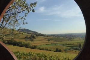 Deutsche Käsespezialitäten & Bergsträßer Wein - Kulinarische Weinprobe im Weinberg